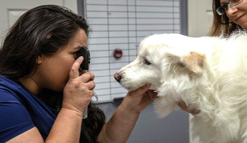 vet checking dog