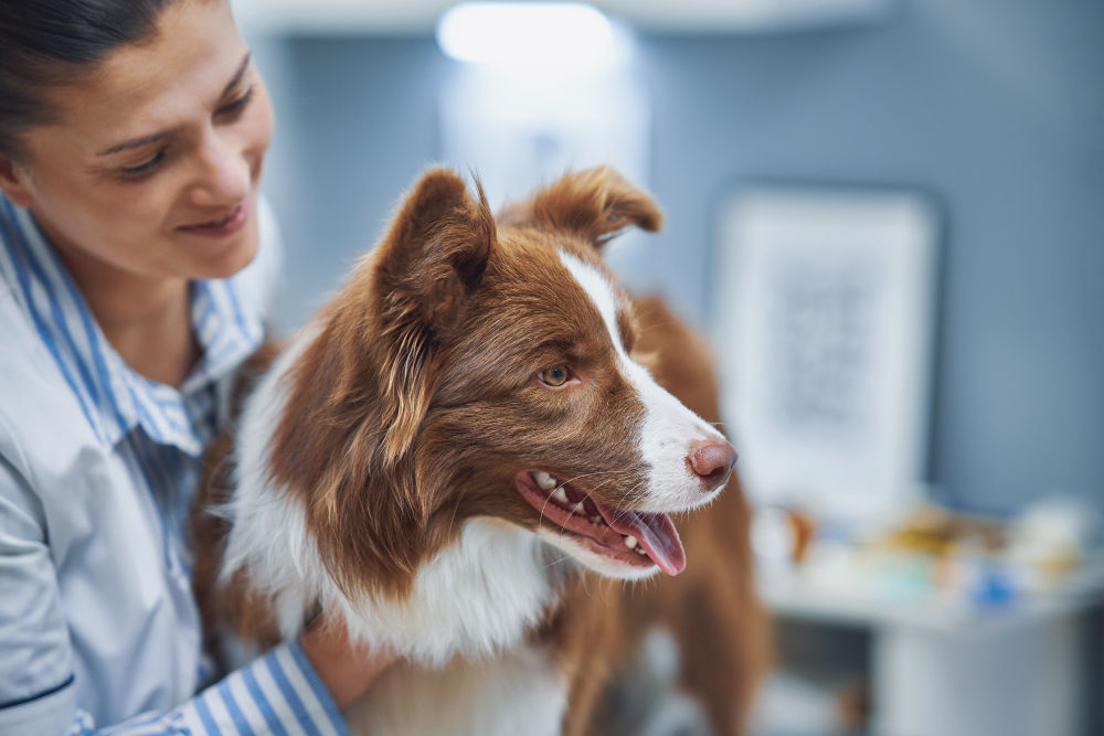 Veterinarian examining Australian Shepherd.