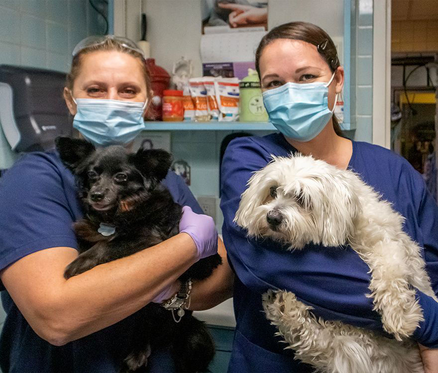 vet-holding-dogs-for-diagnostics-tests-at-murray-hill