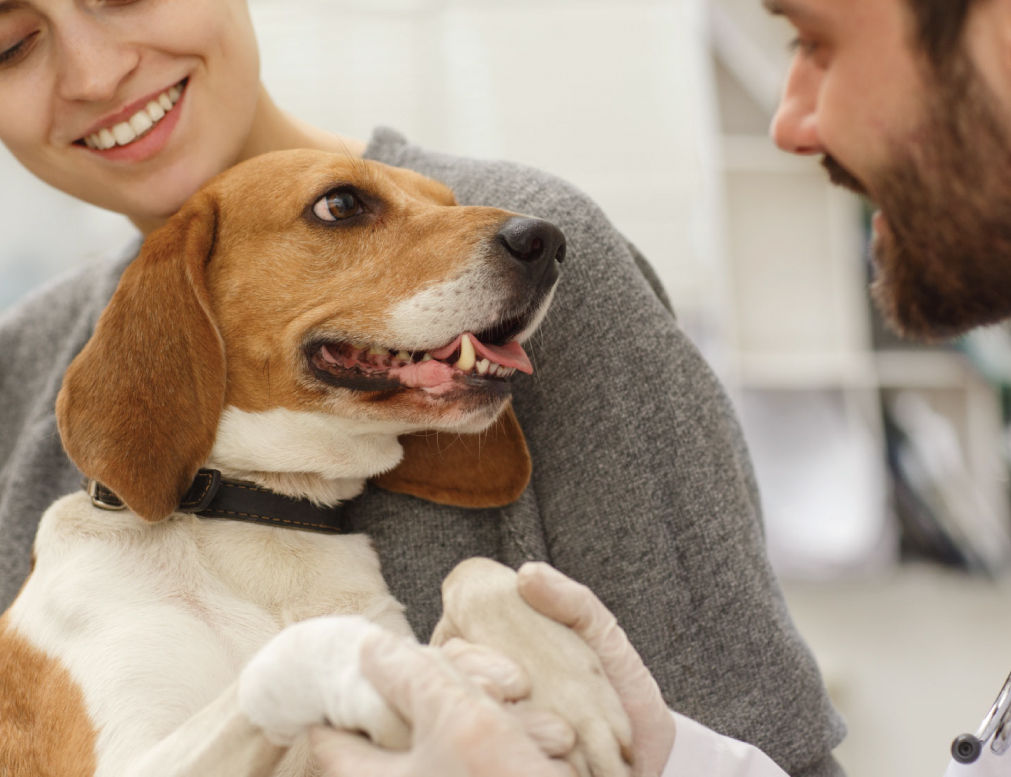 Vet holding a dog's paws.