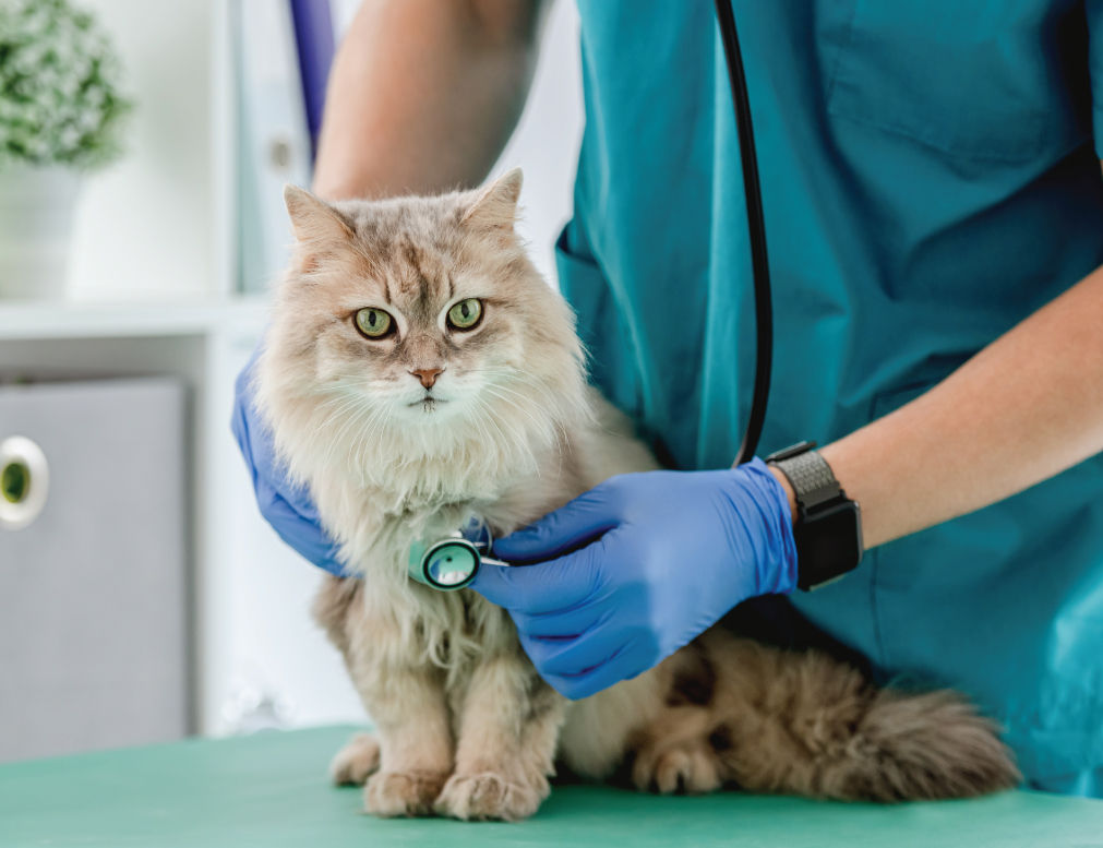 Veterinarian checking up on fluffy cat.