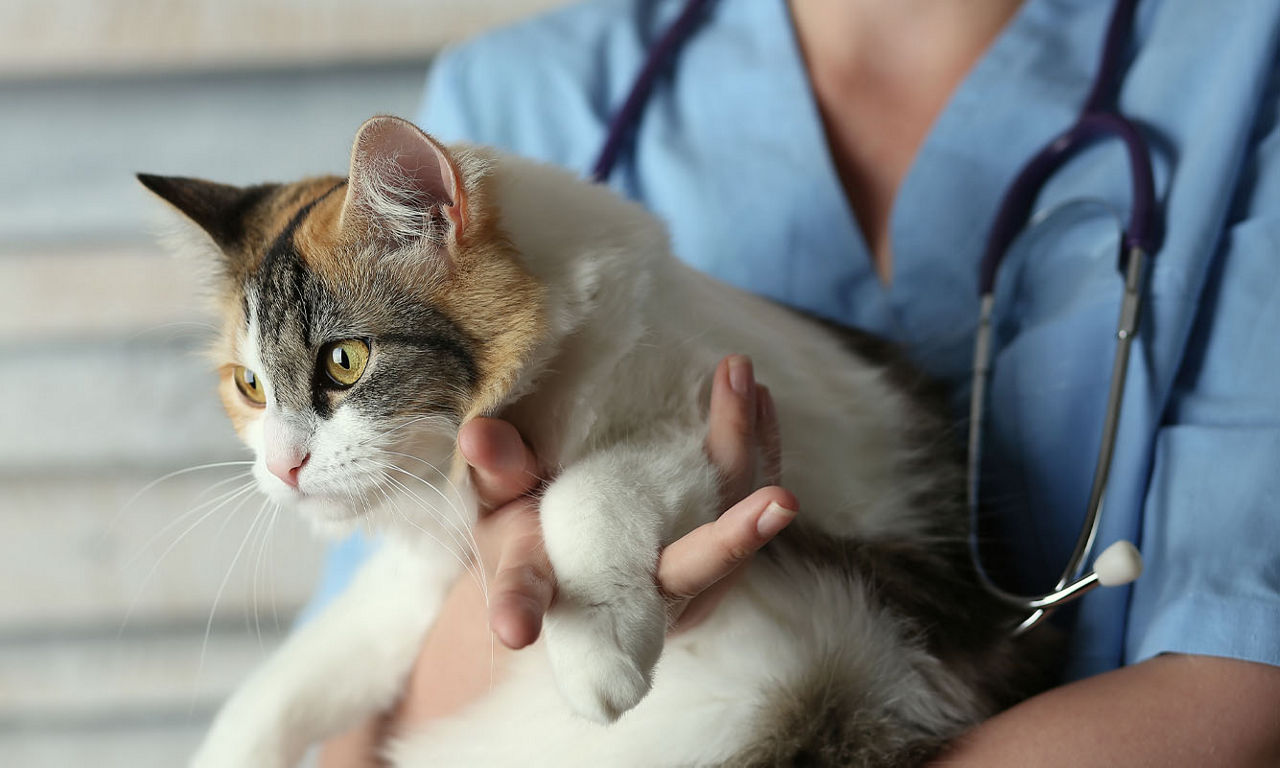 veterinarian microchipping orange cat at the cat clinic