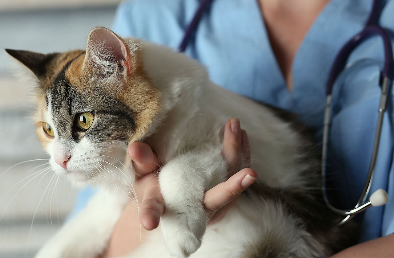 vet with cat