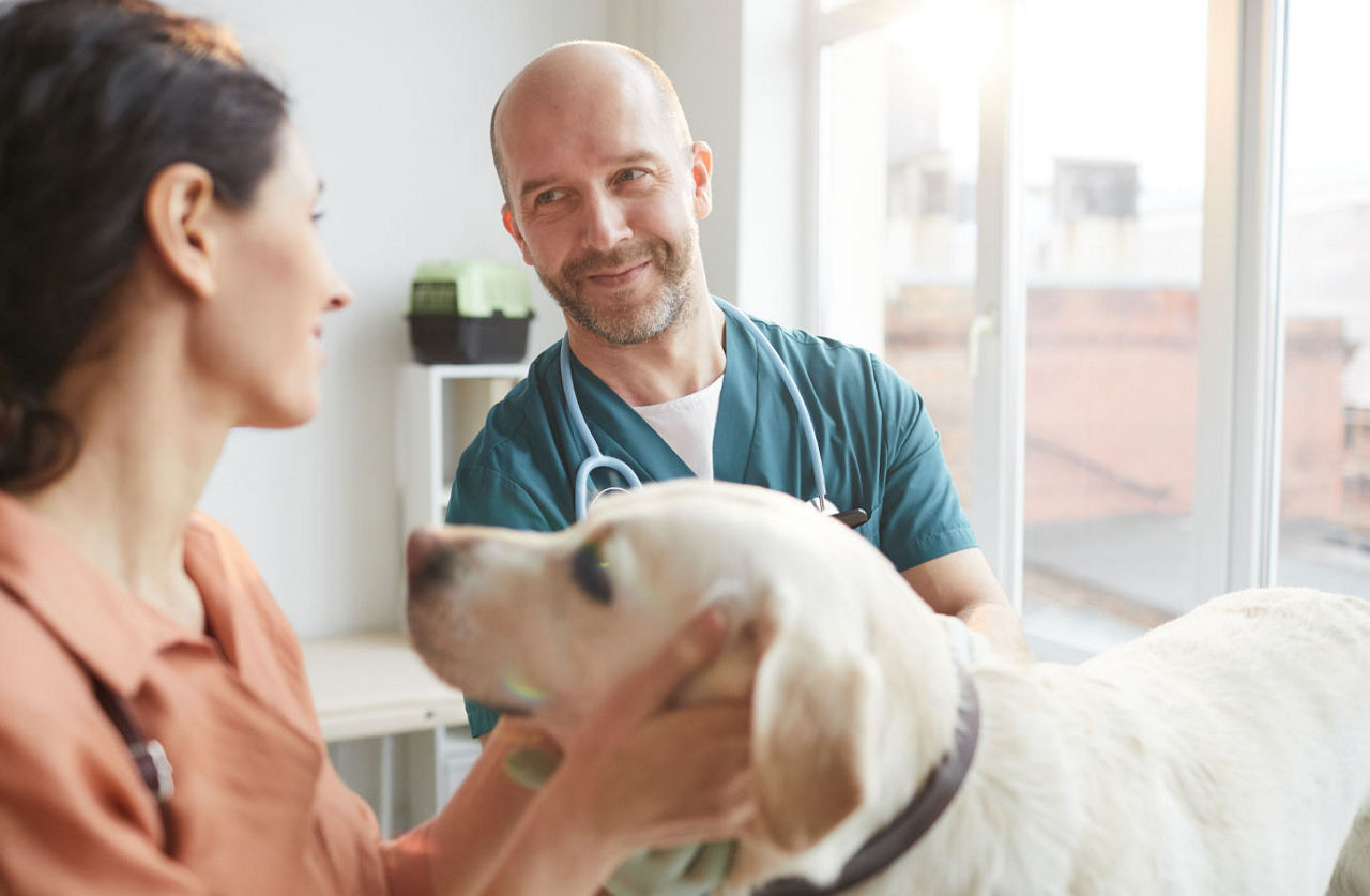 dog with vet