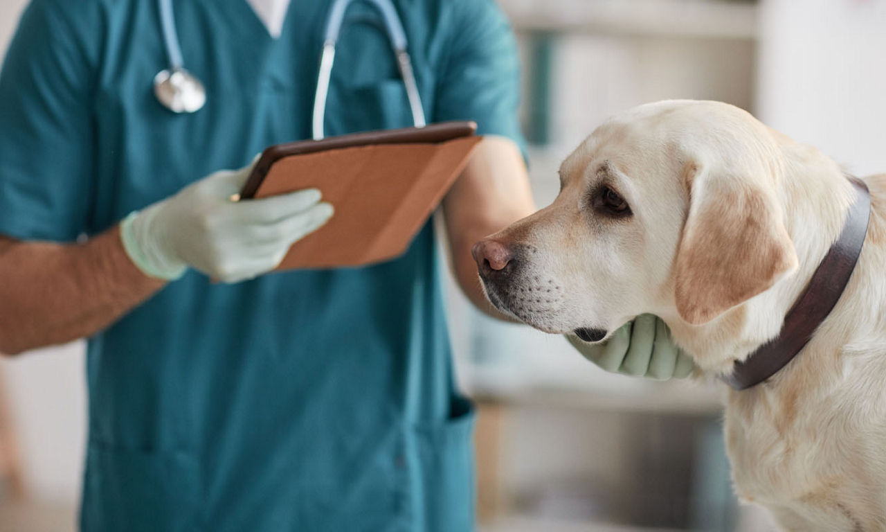 vet with dog