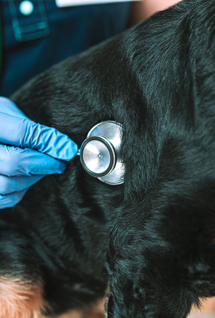 veterinarian checking dog with a stethoscope 