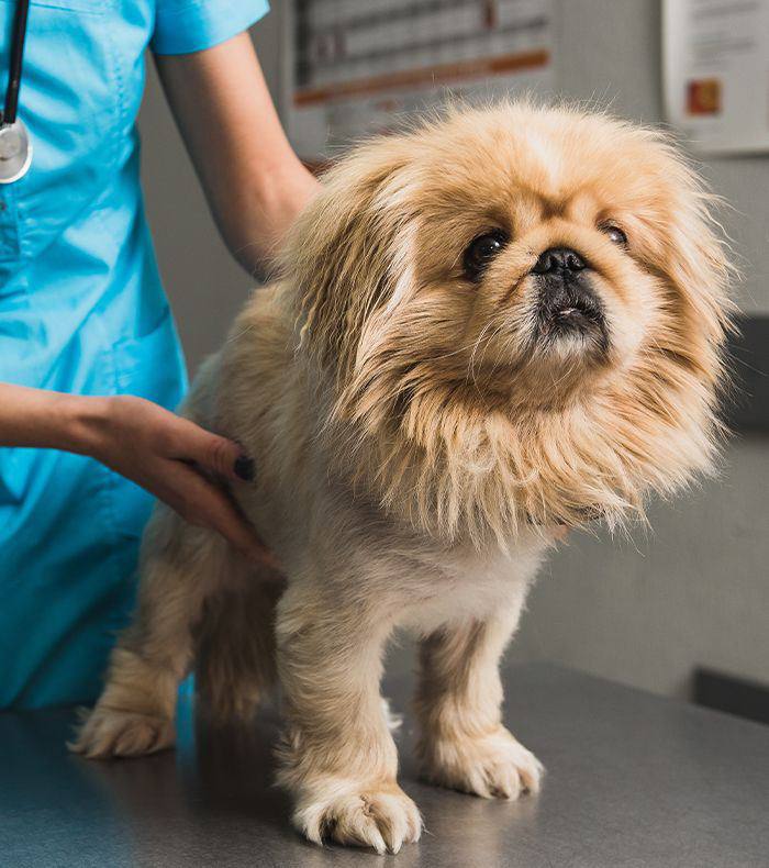 veterinarian checking furry dog