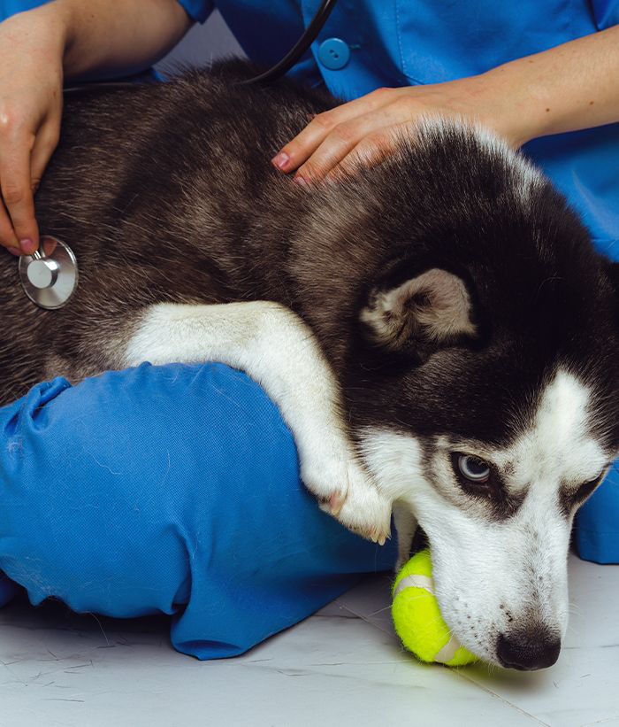 veterinarian checking husky dog with a stethoscope