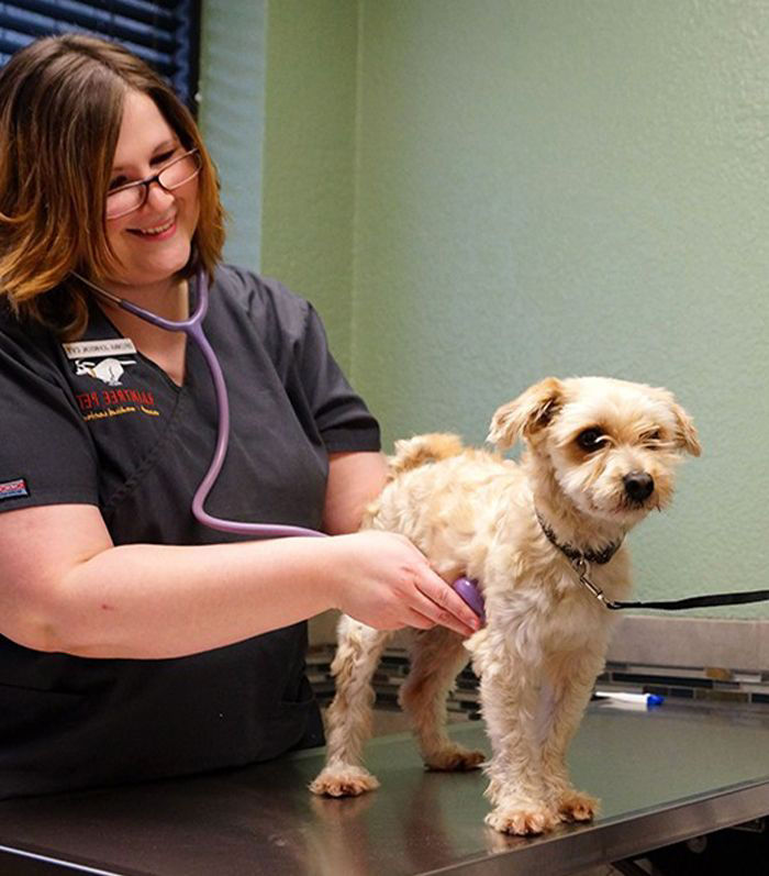 veterinarian checking with a stethoscope a furry dog at raintree pet medical center