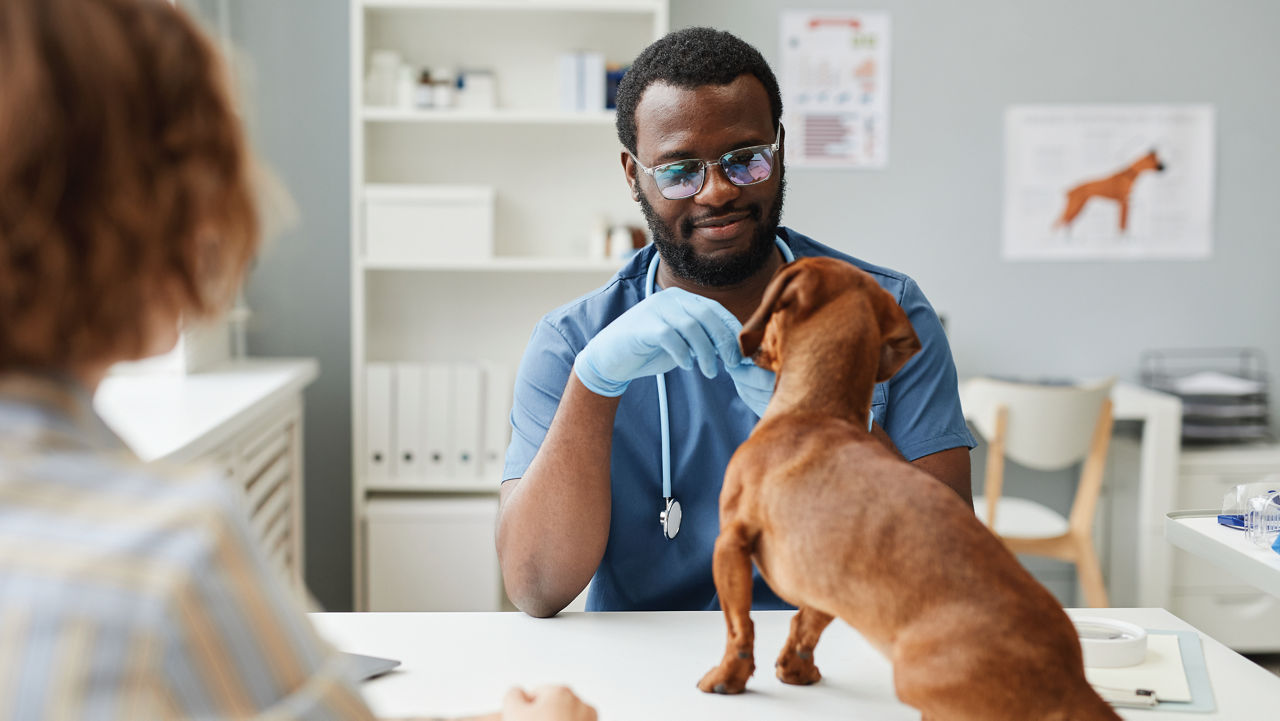 Island clearance pet clinic