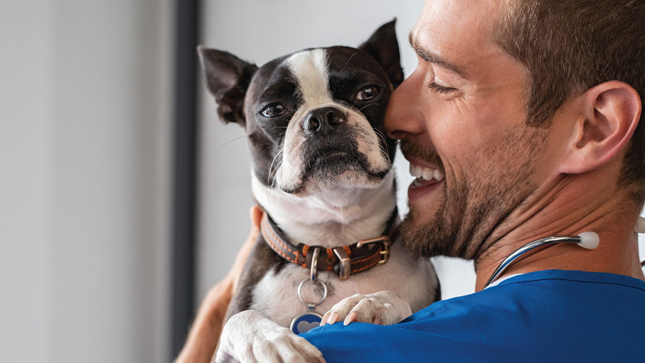 Veterinarian holding frenchie.