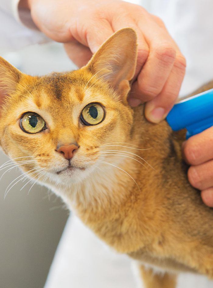veterinarian microchipping orange cat at the cat clinic