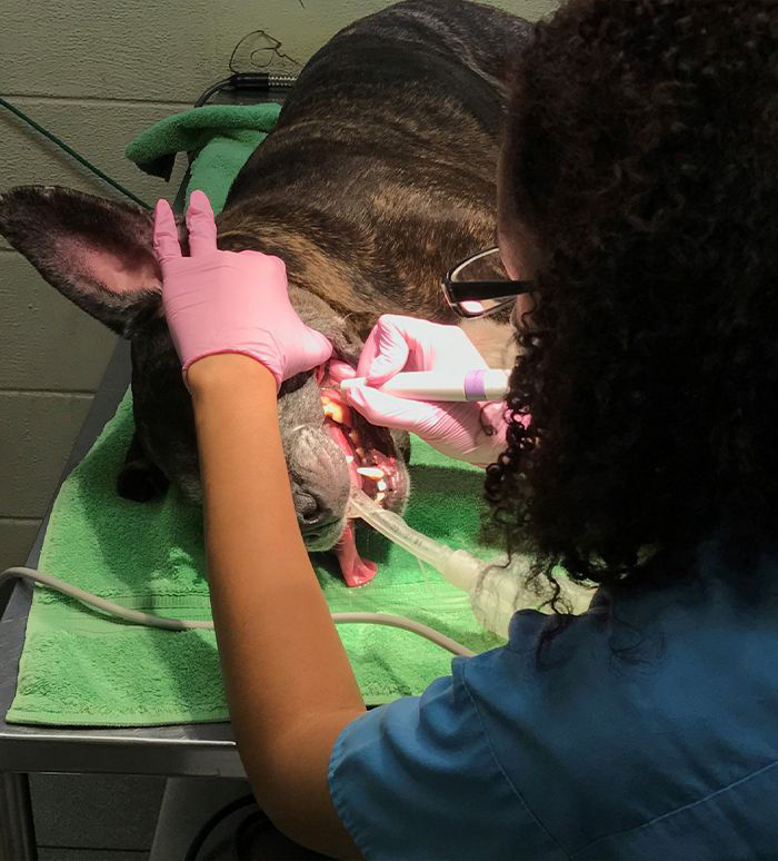 Vet performing Dental procedure