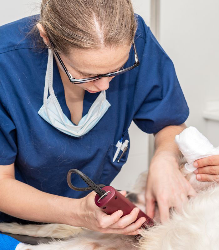 Vet preparing dog for sterlization