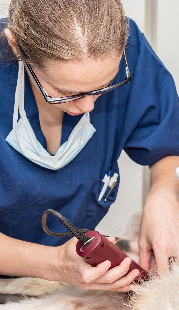 veterinarian shaving dog for surgery