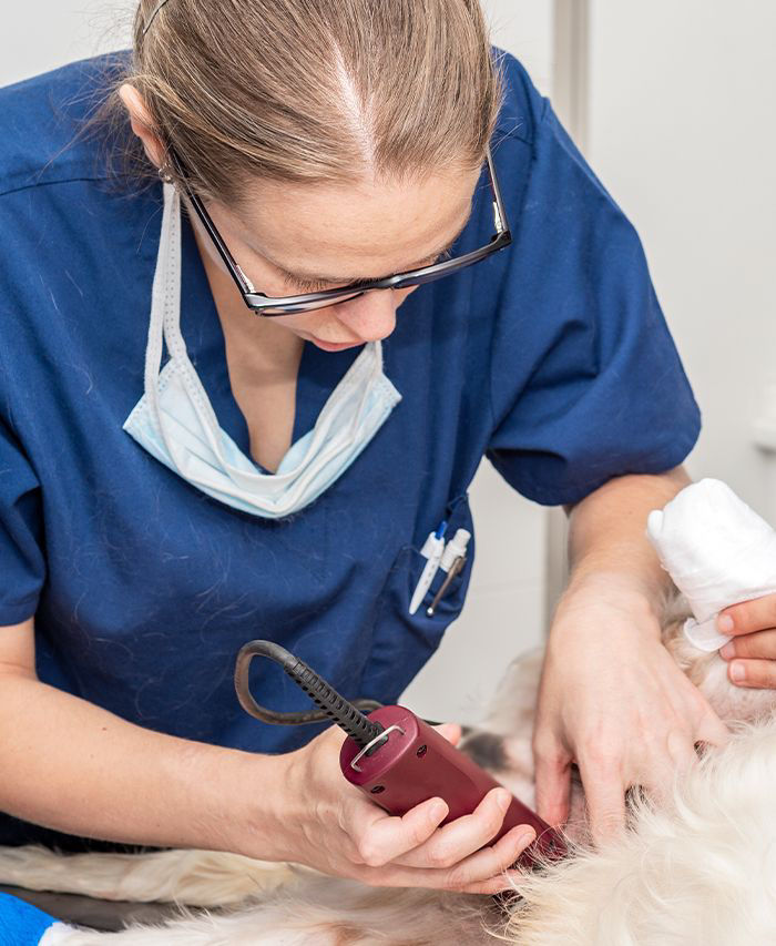 veterinarian shaving dog for surgery