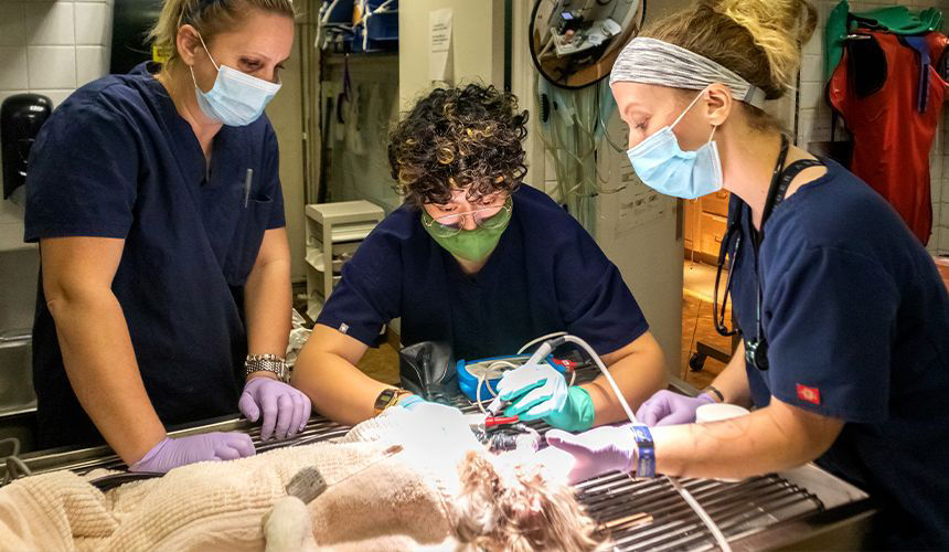 veterinarians doing pet surgery at murray hill pet hospital