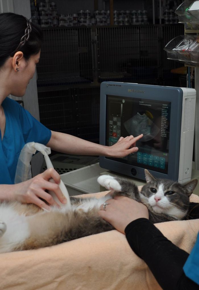 Vet performing ultrasound on Cat