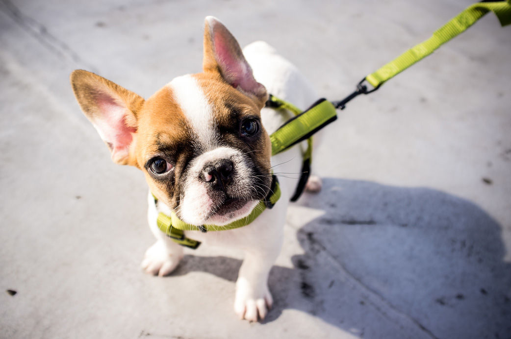 dog walking with trainer