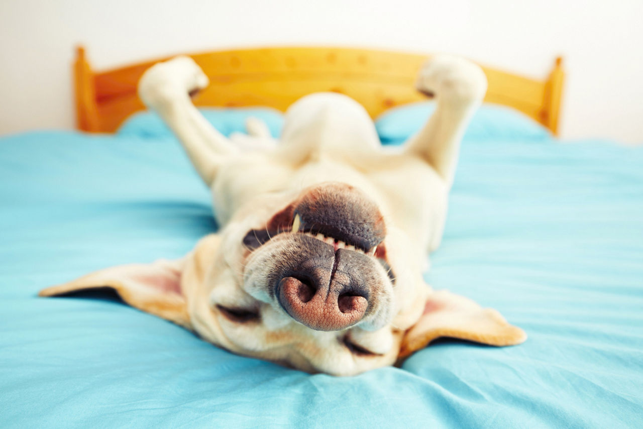 Dog on bed