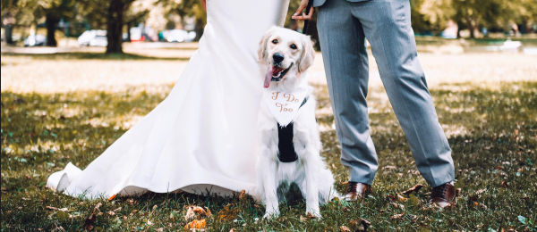 Dog with bride and groom