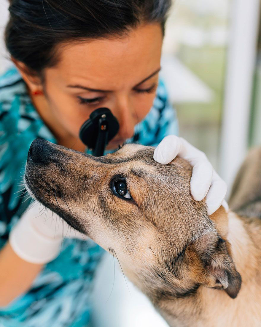 vet examining dog