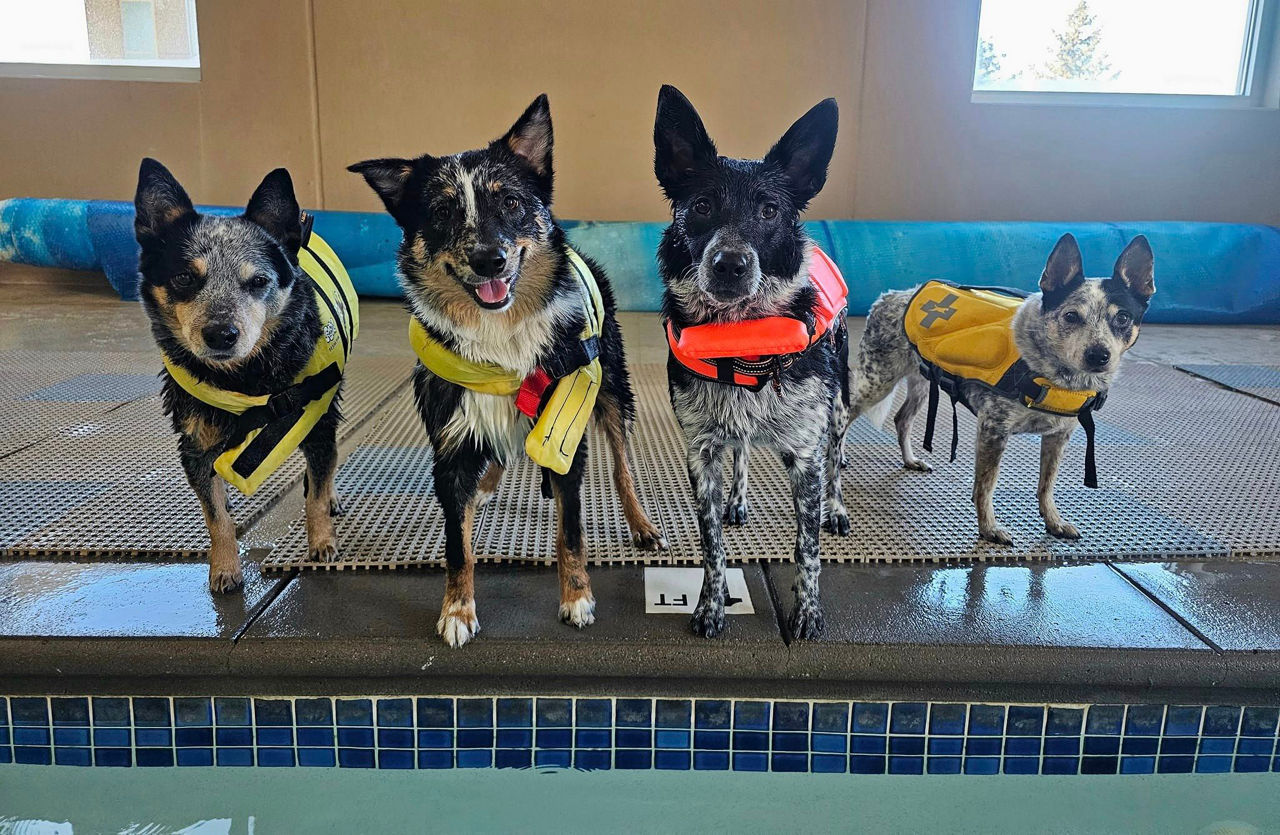 Dogs are ready for swim