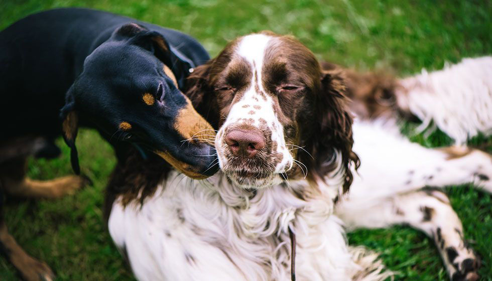 Two dogs playing in lawn