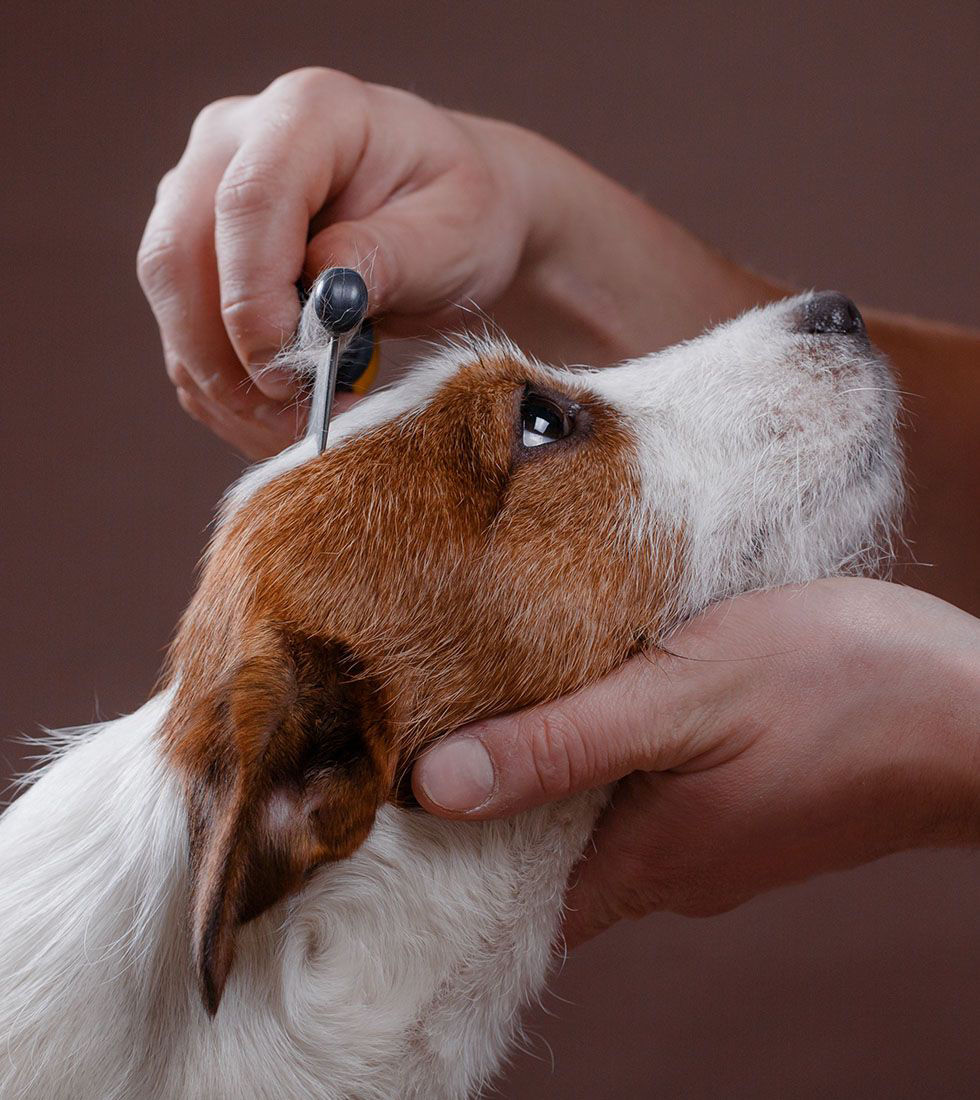 Dog getting hair combed