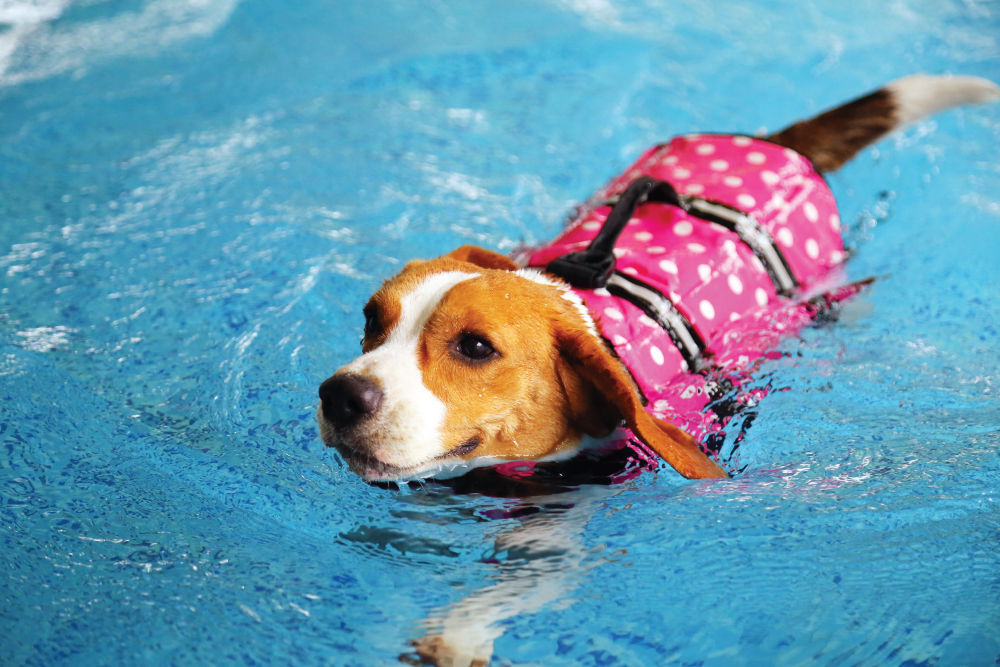 Dog wearing life jacket while swimming