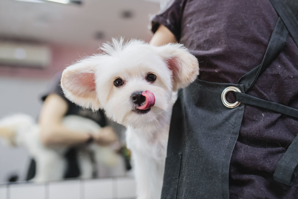 White dog licking nose while being groomed.