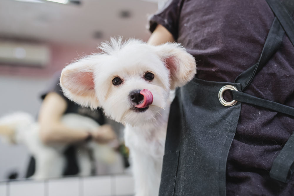 White dog getting haircut and licking its nose.