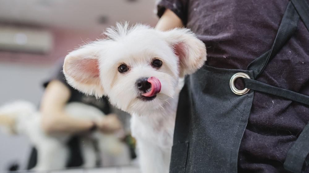 white-dog-haircut