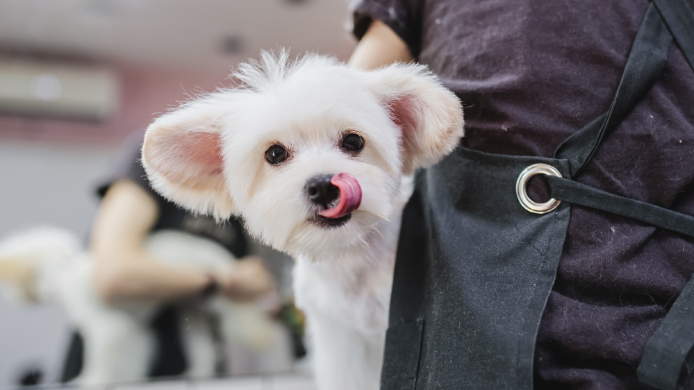 White dog groomed