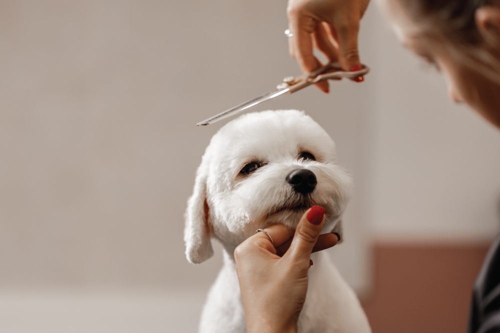 Dog groomed by woman