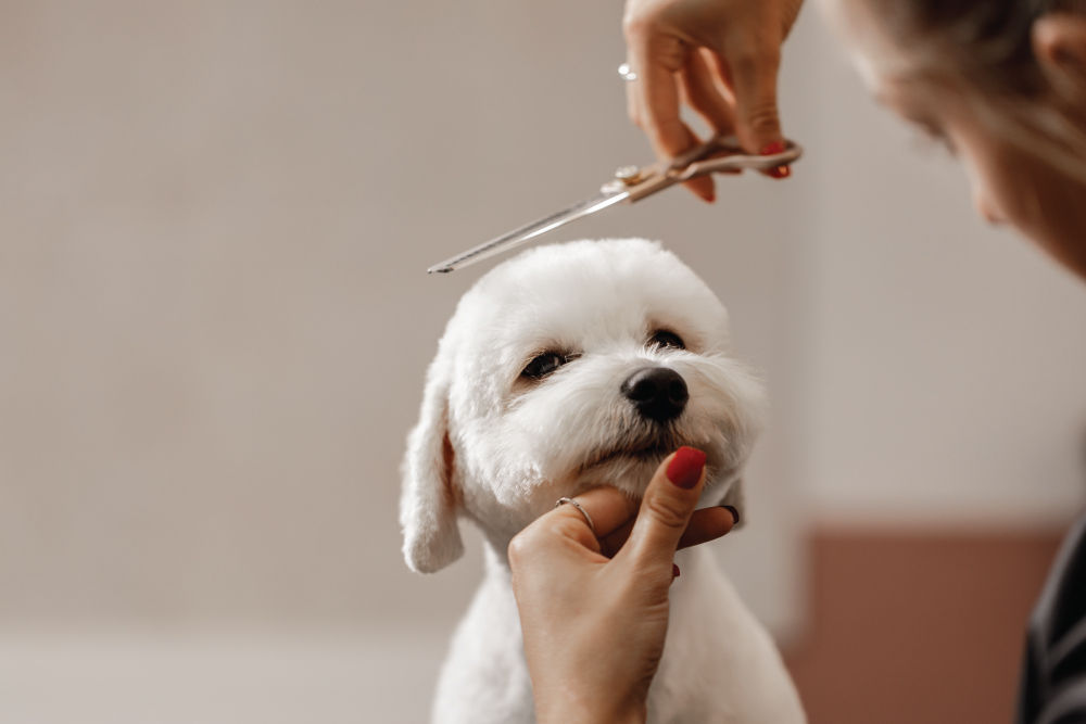 White dog receiving a haircut.