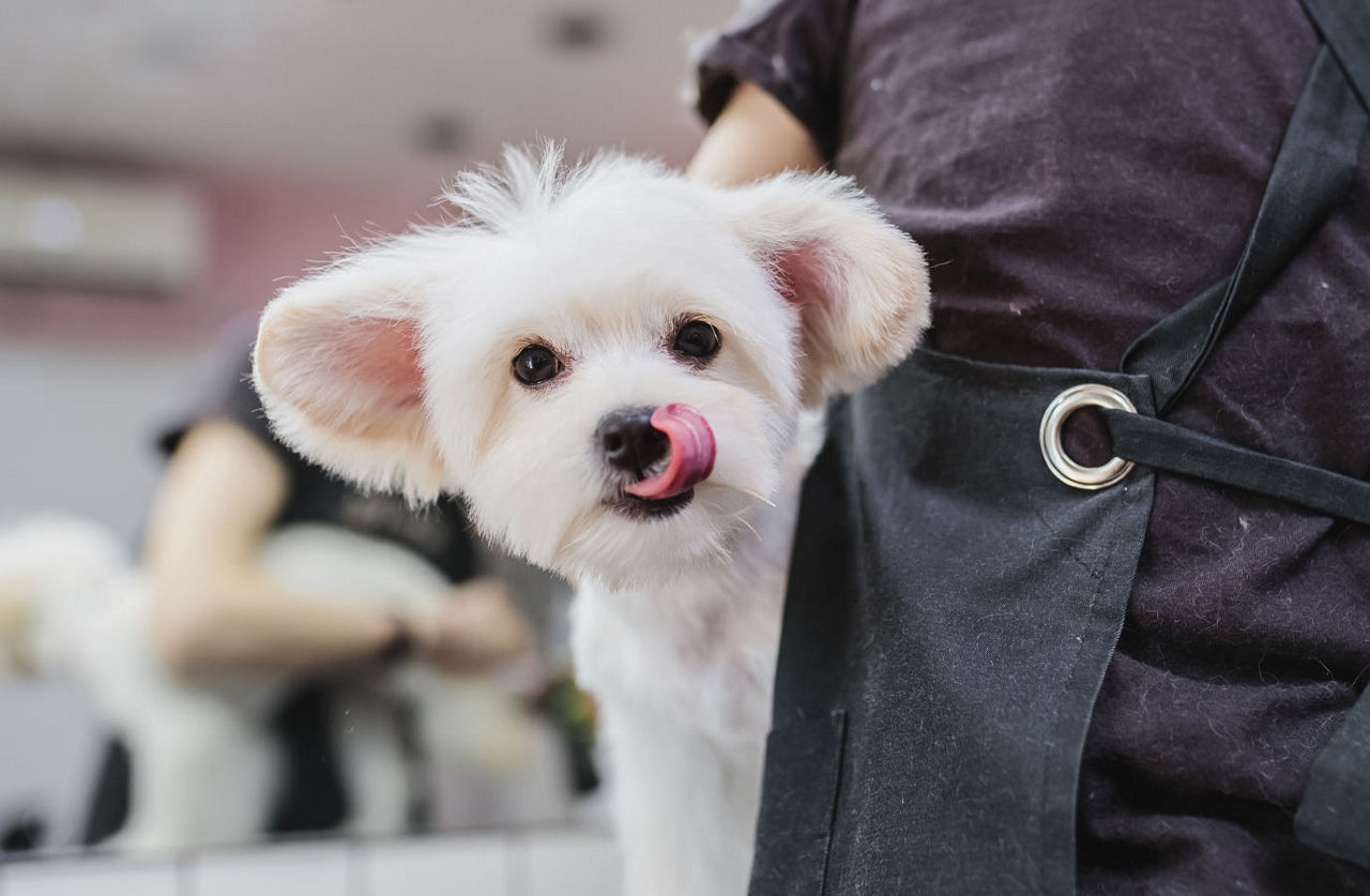 White dog receiving haircut.