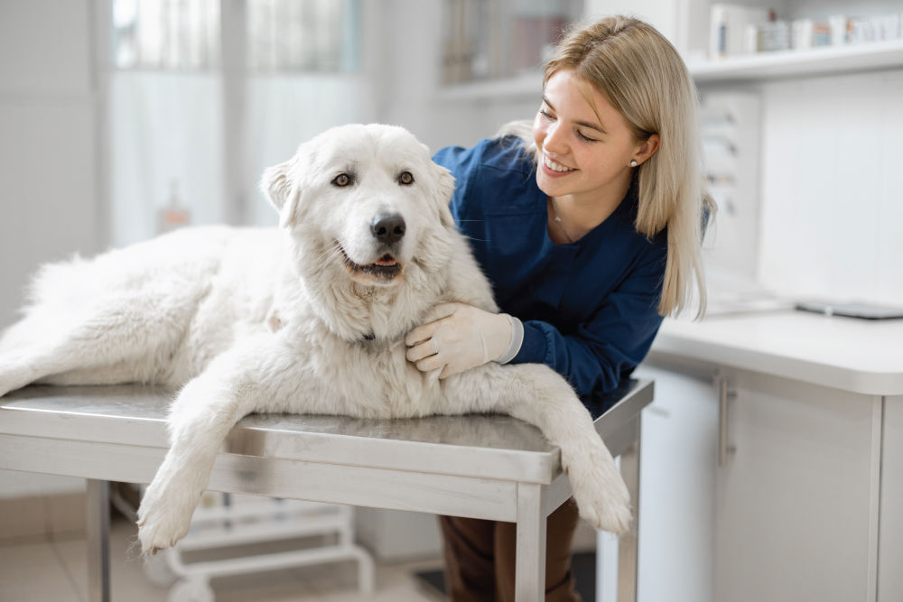 Woman petting white dog in exam room.