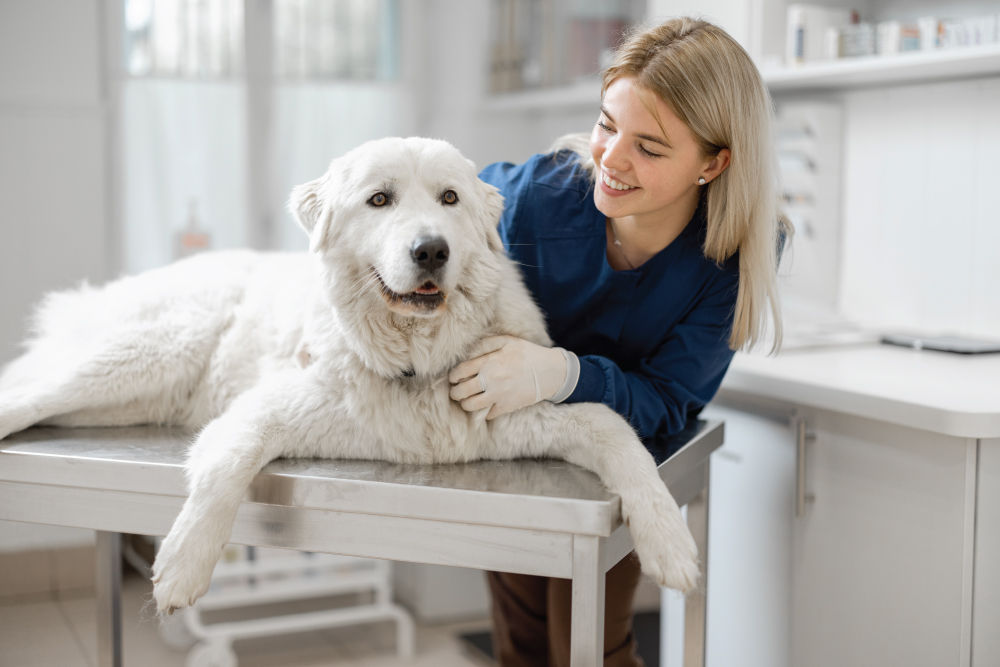 White dog on exam table at vet.