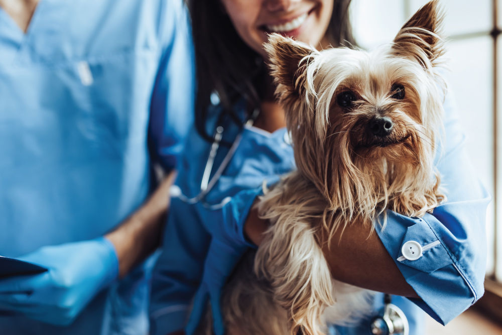 Veterinarian holding dog.