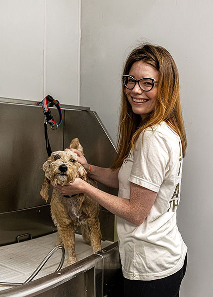 Groomer giving a dog a bath