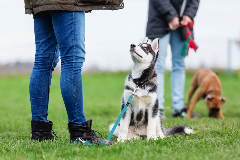 woman-training-dog