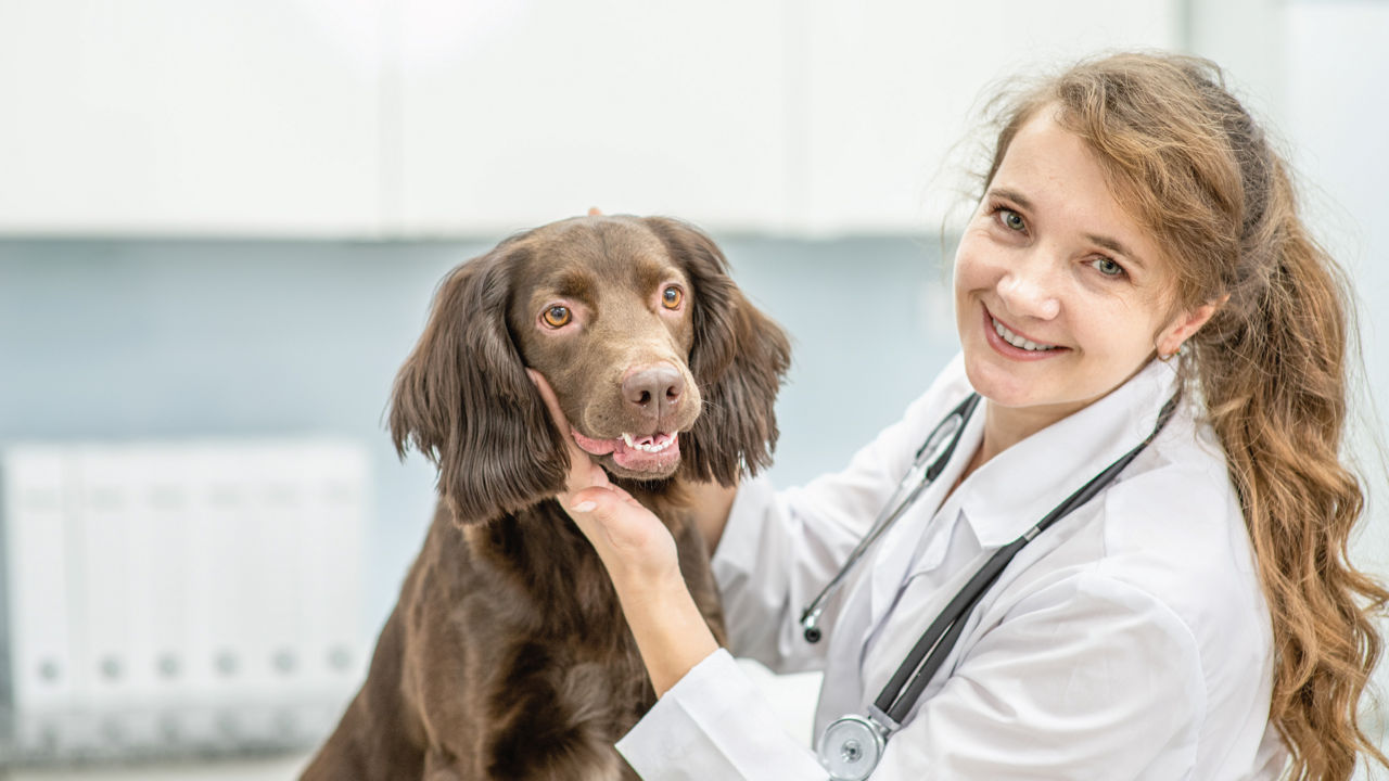 Veterinarian examining dogs teeth.