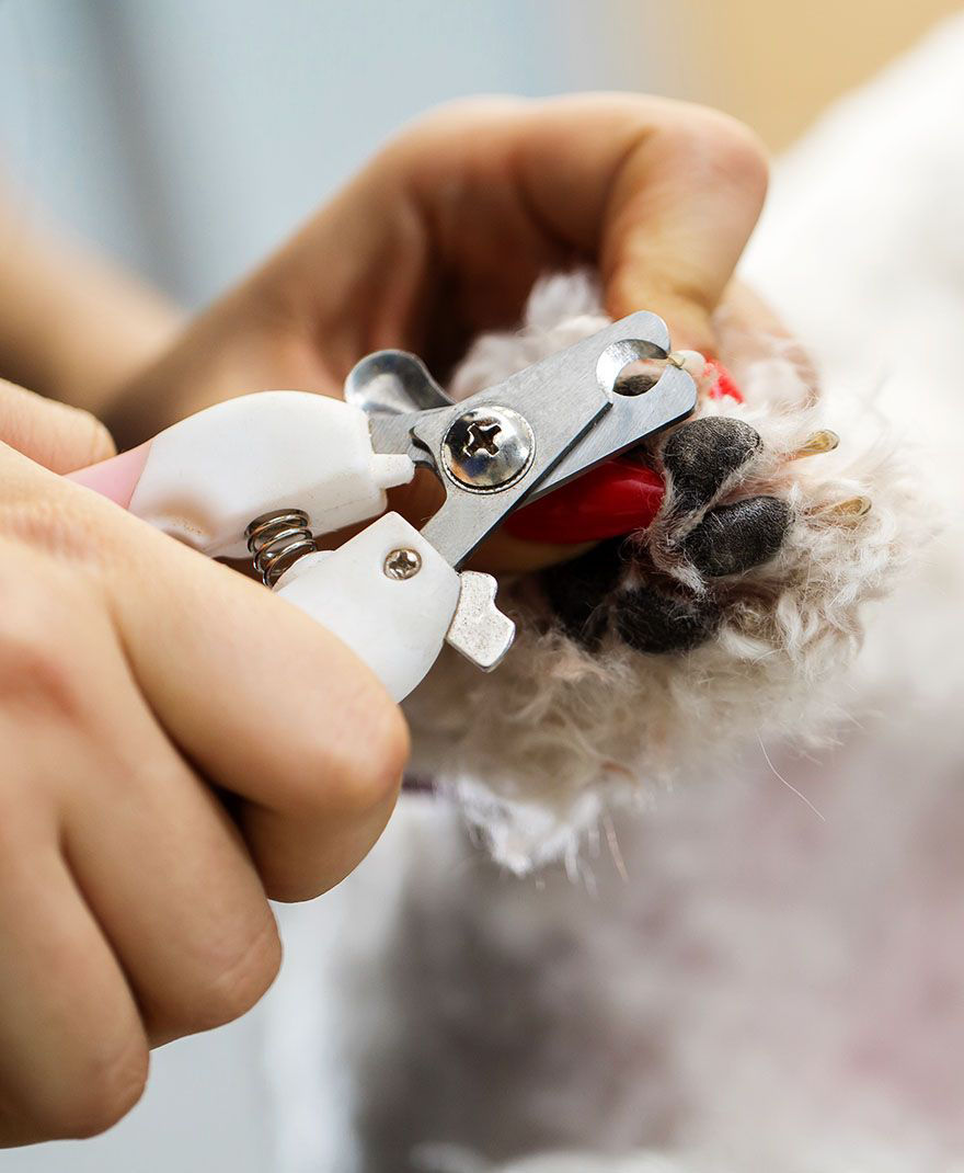 Dog getting their nails trimmed.