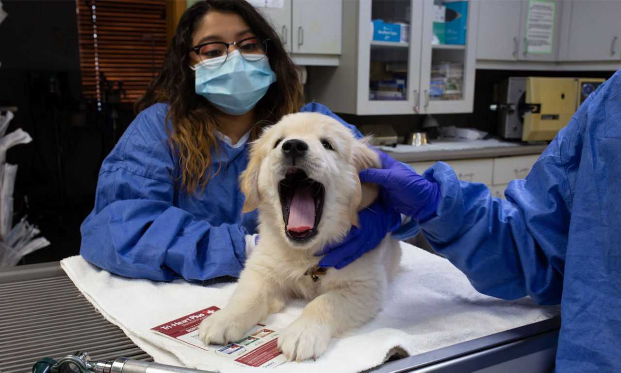 Yawning Puppy