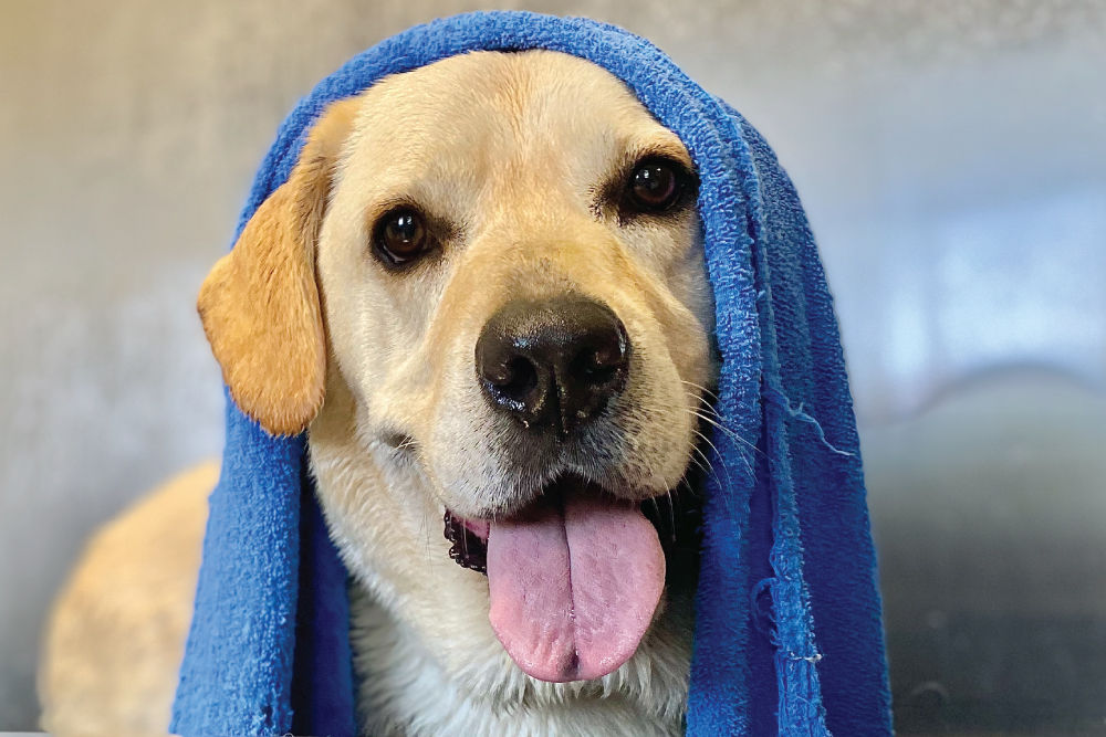 Yellow lab with a blue towel on their head.