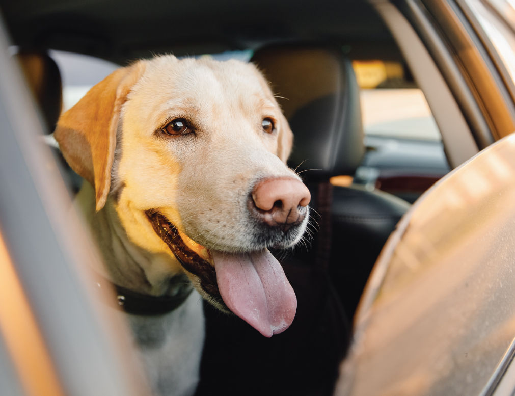 Yellow lab sitting in car and looking out the open window.