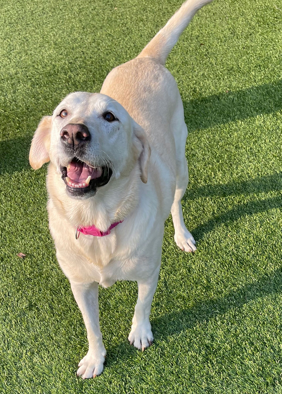 yellow lab smiling dog